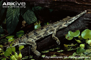 Illustration for article titled Sunday Crocodilian - Tomistoma schlegelii Edition